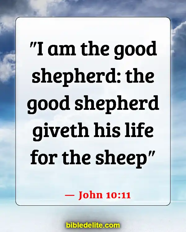 Bible Verses About Sheep Needing Guidance (John 10:11)