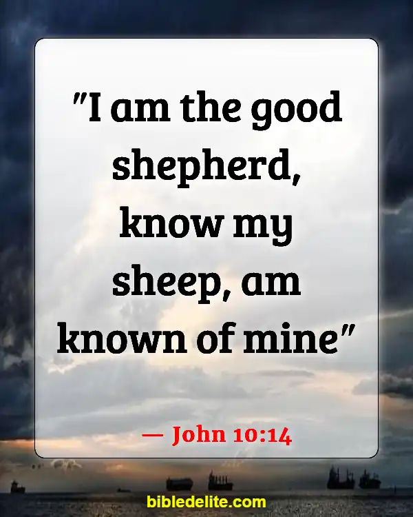 Bible Verses About Sheep Needing Guidance (John 10:14)
