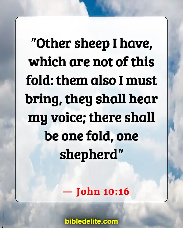 Bible Verses About Sheep Needing Guidance (John 10:16)