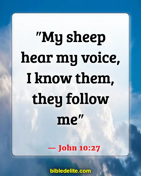 Bible Verses About Sheep Needing Guidance (John 10:27)